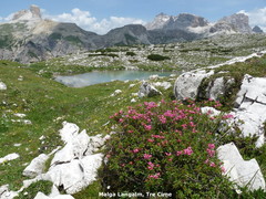 Rhododendron hirsutum
