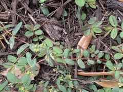 Euphorbia hyssopifolia