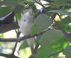 Phylloscopus magnirostris