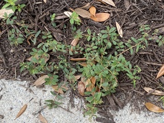 Euphorbia hyssopifolia