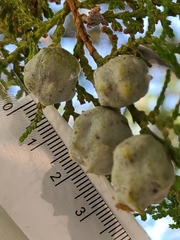Cupressus sempervirens