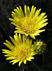Berkheya radula