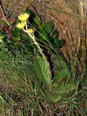 Berkheya radula