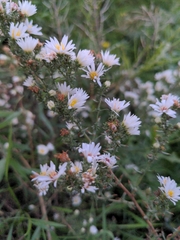 Symphyotrichum