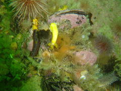 Thyone aurea