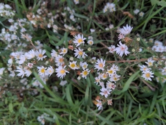 Symphyotrichum