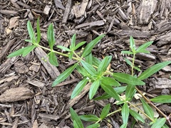 Oldenlandia corymbosa