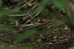 Aspidoscelis guttatus