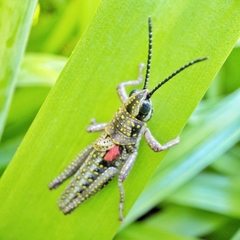 Monistria discrepans