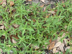 Oldenlandia corymbosa