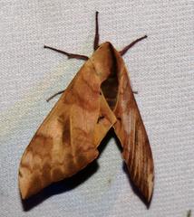 Pseudoclanis postica