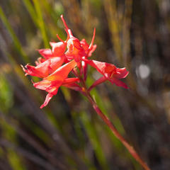 Disa ferruginea