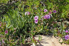Ruschia diversifolia