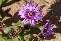 Ruschia diversifolia