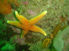 Fromia schultzei