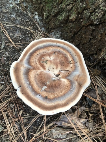 White Chicken Mushroom