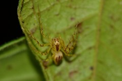 Oxyopes incertus