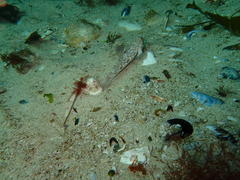 Caffrogobius nudiceps