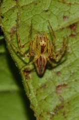 Oxyopes incertus