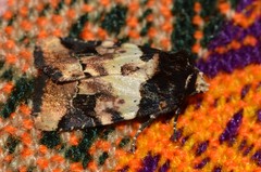 Bryolymnia bicon
