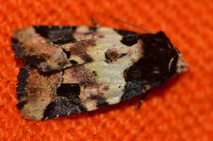 Bryolymnia bicon