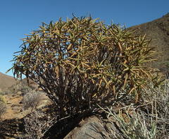 Aloidendron ramosissimum