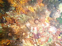 Pentacta doliolum