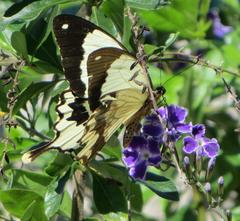 Papilio dardanus cenea