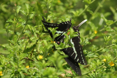 Dark Kite-Swallowtail