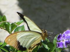 Papilio dardanus cenea