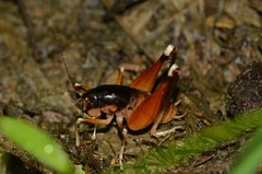 Apotetamenus amazonae