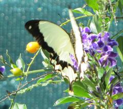 Papilio dardanus cenea