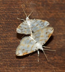 Neurophyseta camptogrammalis