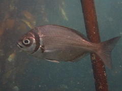 Boopsoidea inornata
