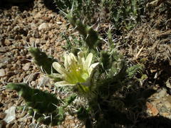 Codon royenii