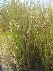 Hypodiscus aristatus