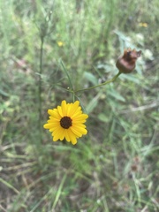 Coreopsis linifolia