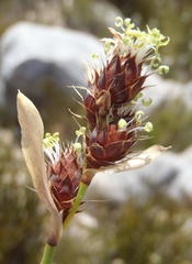 Hypodiscus aristatus