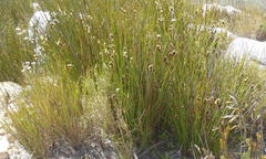 Hypodiscus aristatus