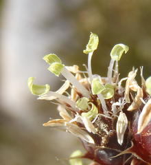 Hypodiscus aristatus