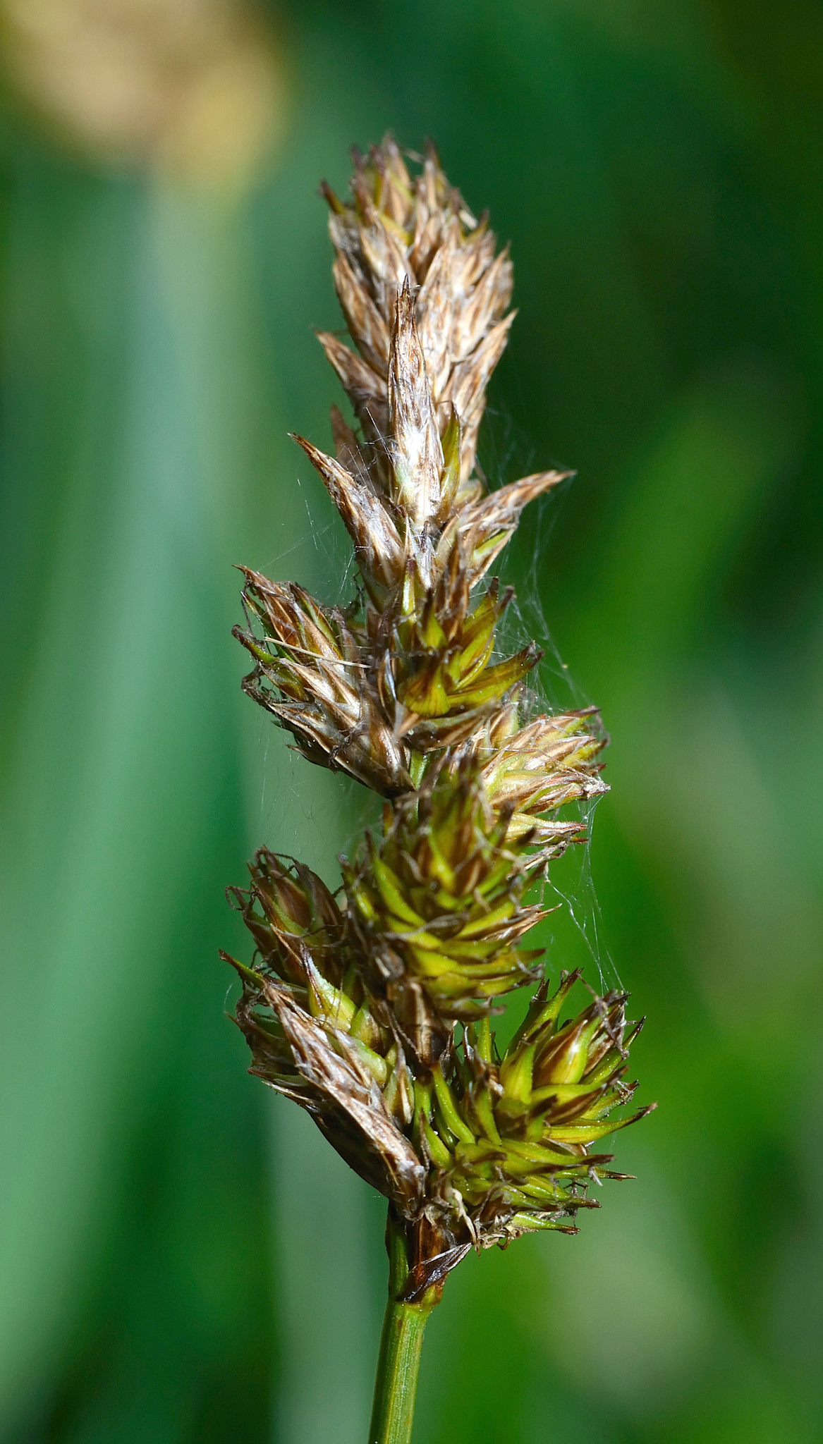 Carex disticha