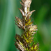 Carex disticha - Photo (c) David GENOUD, algunos derechos reservados (CC BY-NC-SA)