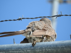Toxostoma curvirostre