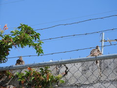 Toxostoma curvirostre