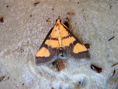 Deuterarcha xanthomela