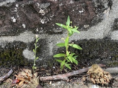 Oldenlandia corymbosa