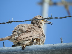 Toxostoma curvirostre