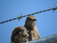 Toxostoma curvirostre