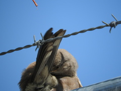 Toxostoma curvirostre