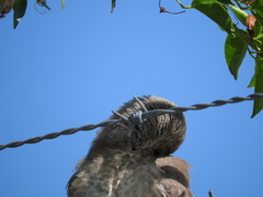 Toxostoma curvirostre